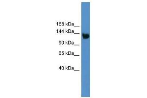 Image no. 1 for anti-Low Density Lipoprotein Receptor-Related Protein 8, Apolipoprotein E Receptor (LRP8) (Middle Region) antibody (ABIN928054)