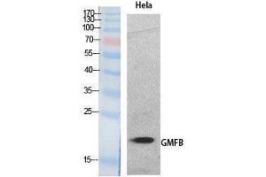 anti-Glia Maturation Factor, beta (GMFB) (Internal Region) antibody