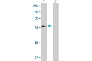 Anti Aspscr1 Antikorper 1 553 Produkt Nr Abin52