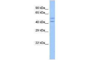 ZNF679 antibody  (N-Term)