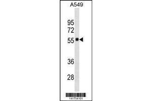 Image no. 1 for anti-Scavenger Receptor Class B, Member 1 (SCARB1) (AA 72-101), (N-Term) antibody (ABIN1881777)