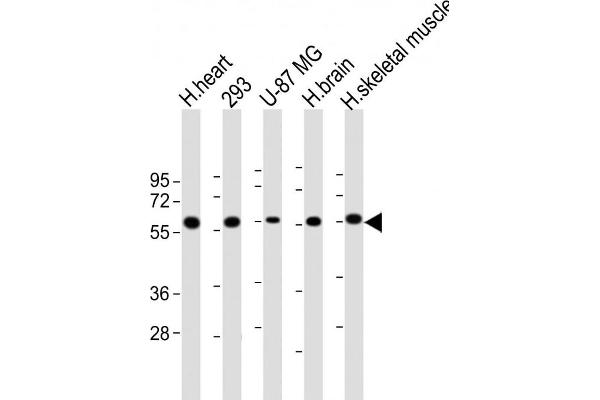 ENTPD2 Antikörper  (N-Term)