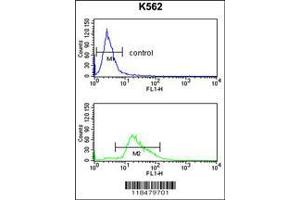 Image no. 2 for anti-Plasminogen (PLG) (AA 636-665), (C-Term) antibody (ABIN391479)