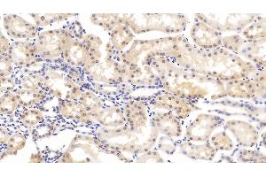 Detection of CASP6 in Bovine Kidney Tissue using Polyclonal Antibody to Caspase 6 (CASP6)