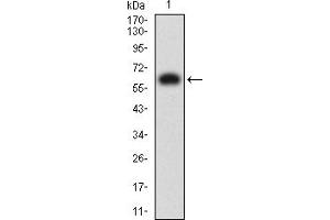 Image no. 3 for anti-Killer Cell Immunoglobulin-Like Receptor, three Domains, Long Cytoplasmic Tail, 1 (KIR3DL1) (AA 22-340) antibody (ABIN5611328)