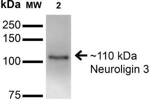 Image no. 2 for anti-Neuroligin 3 (NLGN3) (AA 730-848) antibody (Atto 488) (ABIN1741451)