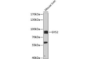 Glycogen Synthase 2 antibody  (AA 594-703)