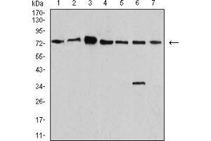 Image no. 4 for anti-Synapsin I (SYN1) (AA 362-511) antibody (ABIN5542390)