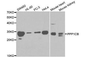 PPP1CB Antikörper  (AA 1-327)