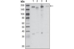 anti-Macrophage Stimulating 1 Receptor (C-Met-Related tyrosine Kinase) (MST1R) (AA 210-320) antibody