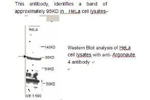 Image no. 1 for anti-Eukaryotic Translation Initiation Factor 2C, 4 (EIF2C4) antibody (ABIN790840)