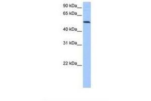 Image no. 1 for anti-G-Rich RNA Sequence Binding Factor 1 (GRSF1) (AA 175-224) antibody (ABIN6737914)