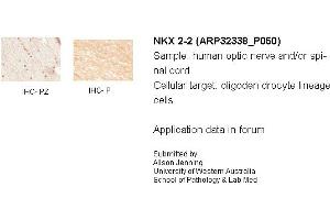 Image no. 2 for anti-NK2 Homeobox 2 (Nkx2-2) (N-Term) antibody (ABIN2779575)