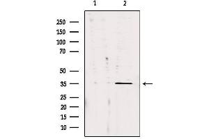 Image no. 2 for anti-Carbonic Anhydrase XIII (CA13) (Internal Region) antibody (ABIN6258658)