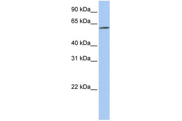 SLC22A14 antibody  (N-Term)