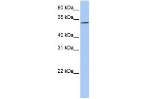 Image no. 1 for anti-Solute Carrier Family 22 (Organic Cation Transporter), Member 14 (SLC22A14) (N-Term) antibody (ABIN2781615)