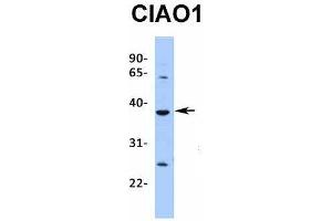 Image no. 3 for anti-Cytosolic Iron-Sulfur Protein Assembly 1 (CIAO1) (Middle Region) antibody (ABIN2775776)