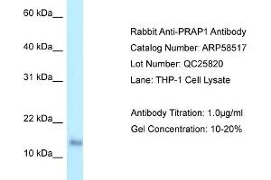 Image no. 1 for anti-Proline-Rich Acidic Protein 1 (PRAP1) (C-Term) antibody (ABIN2774227)