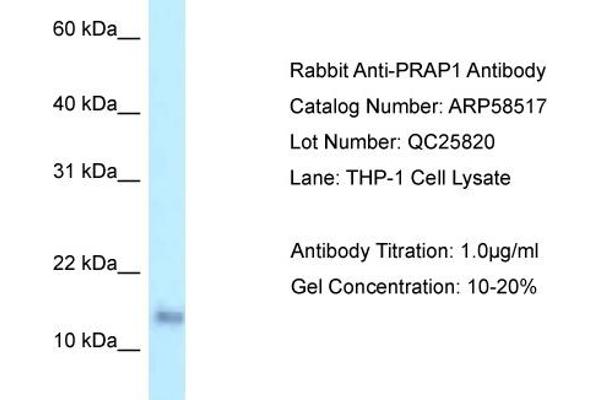 anti-Proline-Rich Acidic Protein 1 (PRAP1) (C-Term) antibody