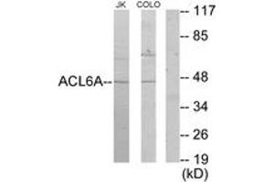 Image no. 2 for anti-Actin-Like 6A (BAF53A) (AA 201-250) antibody (ABIN1533577)