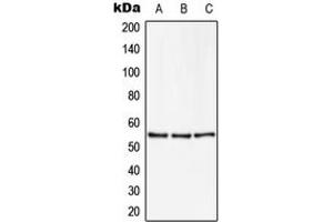 Image no. 1 for anti-Zinc Finger and SCAN Domain Containing 22 (ZSCAN22) (Center) antibody (ABIN2707277)