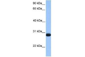 Image no. 1 for anti-Zinc Finger, Matrin-Type 3 (ZMAT3) (N-Term) antibody (ABIN928450)