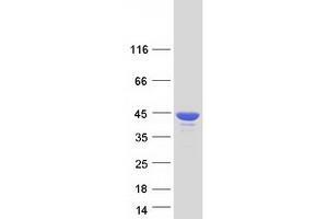 Image no. 1 for TIA1 Cytotoxic Granule-Associated RNA Binding Protein (TIA1) (Transcript Variant 2) protein (Myc-DYKDDDDK Tag) (ABIN2733699)