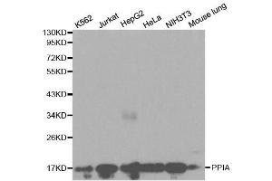 Image no. 1 for anti-Peptidylprolyl Isomerase A (Cyclophilin A) (PPIA) antibody (ABIN3021253)