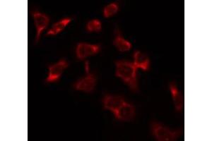SURF1 antibody  (Internal Region)