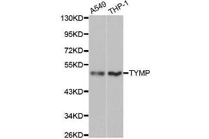 Image no. 3 for anti-Thymidine Phosphorylase (TYMP) antibody (ABIN3021421)