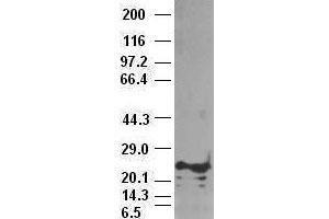 Image no. 3 for anti-Noggin (NOG) (AA 28-232) antibody (ABIN1491315)