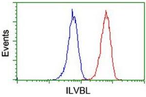 Image no. 2 for anti-IlvB (Bacterial Acetolactate Synthase)-Like (ILVBL) antibody (ABIN1498878)