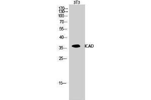 Image no. 1 for anti-DNA Fragmentation Factor, 45kDa, alpha Polypeptide (DFFA) (Internal Region) antibody (ABIN3185120)