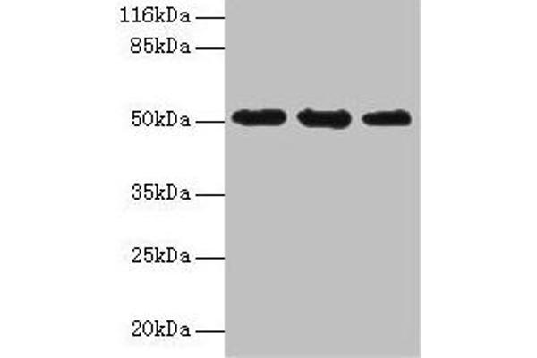 KRT38 Antikörper  (AA 2-456)