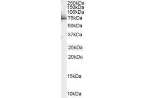 Image no. 1 for anti-Death-Associated Protein-Like 1 (DAPL1) (N-Term) antibody (ABIN2790751)