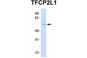 Image no. 4 for anti-Transcription Factor CP2-Like 1 (TFCP2L1) (N-Term) antibody (ABIN2777497)