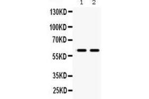 Image no. 5 for anti-Monoamine Oxidase B (MAOB) (AA 448-484), (C-Term) antibody (ABIN3043873)