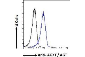Image no. 2 for anti-Alanine Glyoxylate Aminotransferase (AGXT) (Internal Region) antibody (ABIN570702)