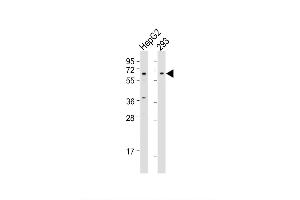Image no. 4 for anti-beta-Transducin Repeat Containing (BTRC) (AA 17-52), (N-Term) antibody (ABIN655814)