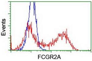 Fc gamma RII (CD32) antibody