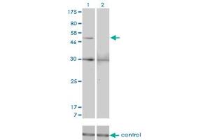 Image no. 1 for anti-Matrix Metallopeptidase 13 (Collagenase 3) (MMP13) (AA 362-471) antibody (ABIN517973)