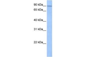 Image no. 1 for anti-Sad1 and UNC84 Domain Containing 1 (SUN1) antibody (ABIN2463303)