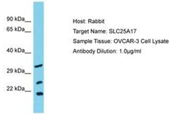 SLC25A17 Antikörper  (AA 63-112)