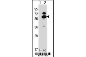 Image no. 2 for anti-Oxidative-Stress Responsive 1 (OXSR1) (AA 94-121), (N-Term) antibody (ABIN5537251)