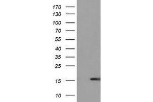 Image no. 2 for anti-Ubiquitin-Like 4A (UBL4A) antibody (ABIN1501650)