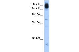 Image no. 1 for anti-Non-SMC Condensin I Complex, Subunit D2 (NCAPD2) (C-Term) antibody (ABIN634129)