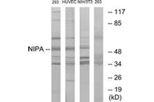 Image no. 1 for anti-Zinc Finger, C3HC-Type Containing 1 (ZC3HC1) (AA 320-369) antibody (ABIN1532748)
