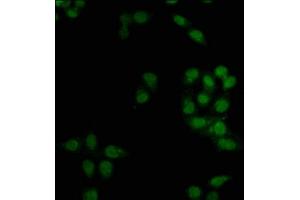 Immunofluorescence staining of Hela cells with ABIN7165514 at 1:66, counter-stained with DAPI.