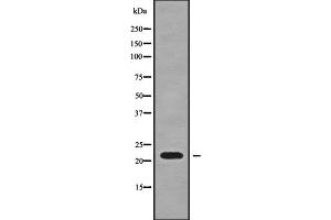 Image no. 1 for anti-SFT2 Domain Containing 3 (SFT2D3) (N-Term) antibody (ABIN6265036)