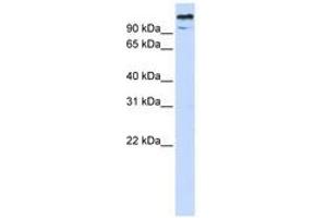 Image no. 1 for anti-Zinc Finger and BTB Domain-Containing Protein 10 (ZBTB10) (AA 36-85) antibody (ABIN6740518)